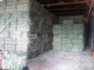 Wholesale alfalfa hay bales: Alfalfa Hay, Rhodes Grass, Oats Grass