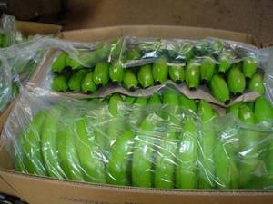 Wholesale transportation: Fresh Green Cavendish Banana