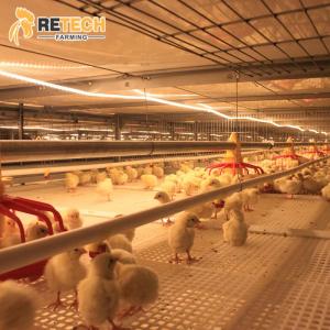 Wholesale poultry equipment: Good Design Broiler Chicken Cage Poultry Farm Equipment