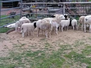 Wholesale lamb: Sheep and Lambs for Sale