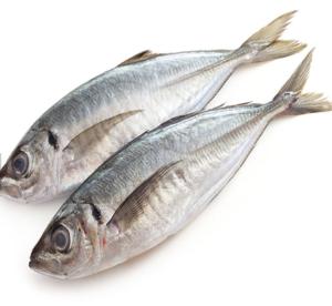 Wholesale scomber japonicus fish: Scomber Japonicus Pacific Mackerel Fish,Horse Mackerel Fish