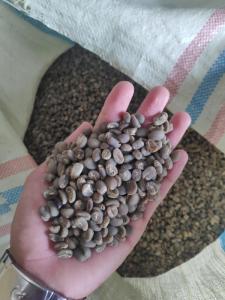 Wholesale coffee beans: Gayo Coffee Grean Bean Grade 1 From Indonesia
