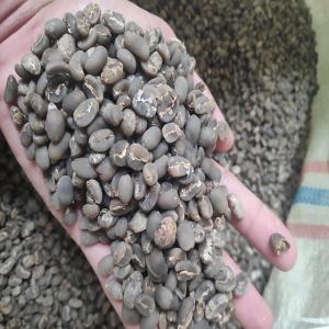 Wholesale cloves: Gayo Coffee Green Bean Premium Quality G-2