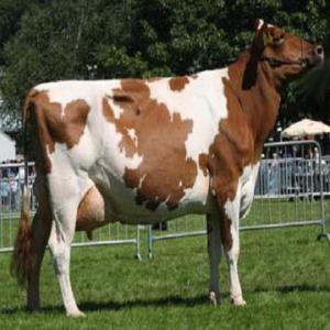 Wholesale for sale: Dairy Cattle / Holstein Heifer Cows/100% LIVE DAIRY MILKING SAANEN/ALPINE/BOER GOATS  for Sale