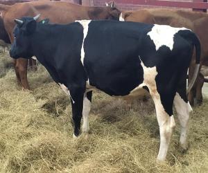 Wholesale dairy products: Dairy Cattle / Holstein Heifer Cows for Sale/Saanen Goats for Sale (High Quality Milk Production) F