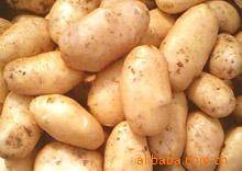 Wholesale Fresh Potatoes: Fresh Potato