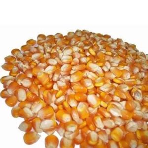 Wholesale corn gluten meal: High Quality GMO Wholesale Yellow Maize Corn/Corn Gluten Meal From Brazil