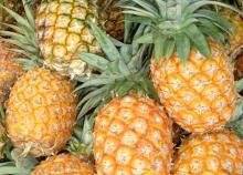 Wholesale Pineapples: Sweet Pineapples