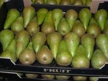 Wholesale Pears: Fresh Ya Pear High Quality 2011