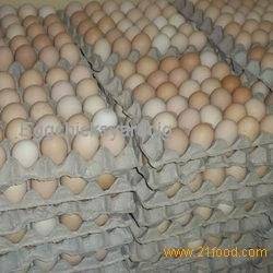 Wholesale Eggs: Hatching Broiler Eggs and Chicks