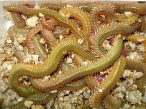 lugworm online