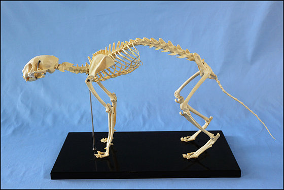 Cat Skeleton Model for Teaching and Medical Purpose Animal Anatomical ...