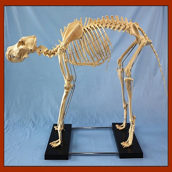 Medical Teaching Big Dog Skeleton Model(id:10154546). Buy China Dog ...