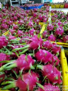 Wholesale best dragon fruit: Fresh Dragon Fruit Pitaya with White Flesh High Quality Best Price Vietnam
