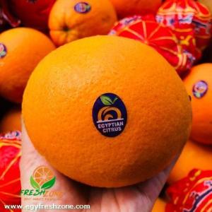 Wholesale Citrus Fruit: Fresh Navel Orange