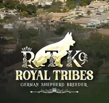 Royal Tribes K9