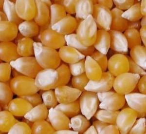 Wholesale yellow corn: Yellow Corn