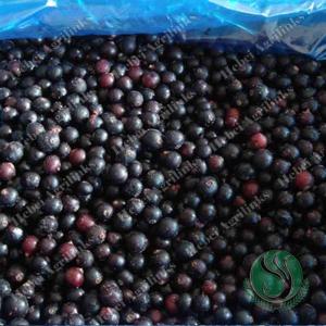 Wholesale insect free: Frozen Blackcurrant