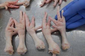 Wholesale bag: Frozen Chicken Feet and Paws