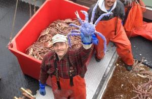 Wholesale air pack: Quality Fresh/Frozen/Live Red/Blue King Crabs, Soft Shell Crabs, Blue Swimming Crabs & Snow Crabs