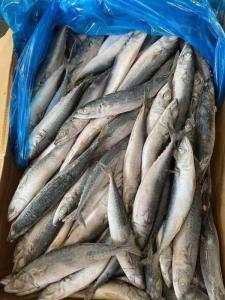 Wholesale seafood: Where To Purchase Quality IQF Fish Pacific Seafood Frozen Mackerel Fish Frozen Horse Mackerel