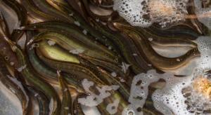 Wholesale deposition: Where To Purchase  Good Quality Asian EEL Fish / Live EEL