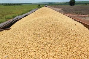 Wholesale pp bag: Soybeans for Sale