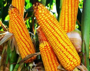 Wholesale animal feed: Yellow Corn / White Corn From Tanzania & Kenya