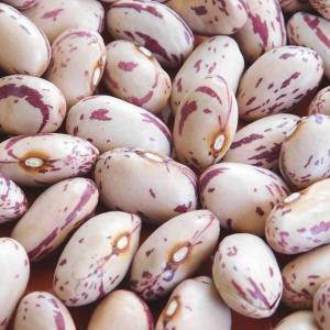 Wholesale Bean Products: Red, White and Kidney Beans