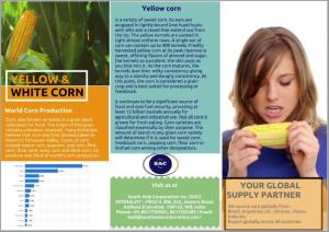 Wholesale yellow corn: Corn  or Maize