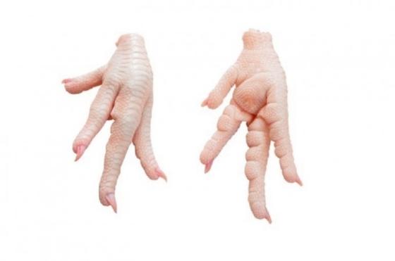 Halal Chicken Feet / Frozen Chicken Paws / Frozen Chicken Wings and Foot
