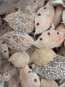 Wholesale Fish & Seafood: High Quality Natural Dried Crab Shell for Food Stuff in Restaurant From Vietnam/Stuffed Crab Shell