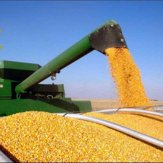 Sell Non GMO Yellow Maize/Corn 