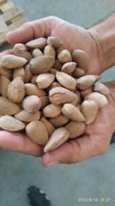 Wholesale almond: Almond