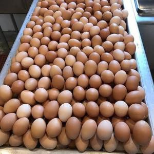 Wholesale Eggs: Fresh Brown Chicken Eggs