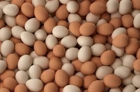 Wholesale Eggs: White and Brown Fresh Chicken Eggs