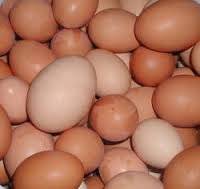 Wholesale food packing: White and Brown Fresh Chicken Eggs for Sale