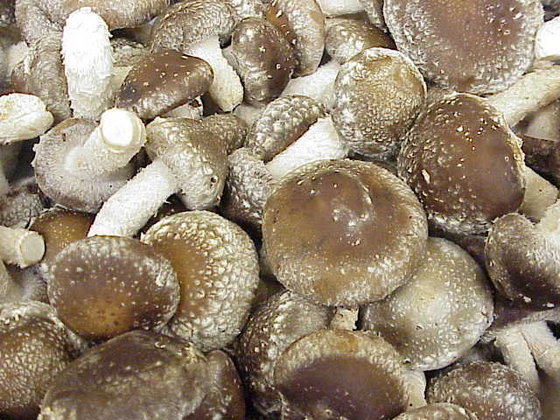 Best Shiitake Dry & Fresh Mushroom 