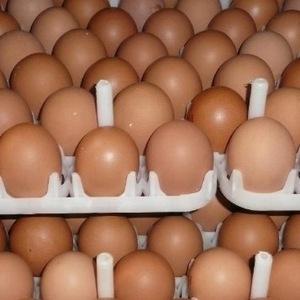 Wholesale exporting: Fresh Chicken Eggs, Hatching Eggs,Ostrich Eggs, Quail Eggs