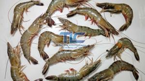Wholesale iqf shrimp: Frozen Blacktiger Shrimp Export From Vietnam