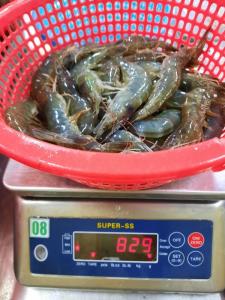Wholesale food coloring: Frozen Blacktiger Shrimp Export From Vietnam