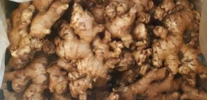 Wholesale fresh ginger: Fresh Ginger