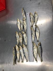 Wholesale Other Fish & Seafood: Dried Sardine
