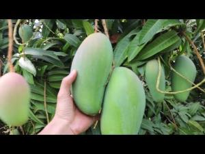 Wholesale Mango: Fresh Mango