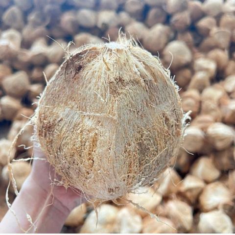 Dried Coconut in Vietnam(id:11938977) Product details - View Dried ...