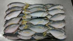 Wholesale fish: Pacific Bumper Fish