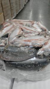 Wholesale Fish & Seafood: Whole Mackerel