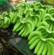 Sell Cavendish Banana, Fresh Green Ecuador Class A Green Cavendish Bananas.