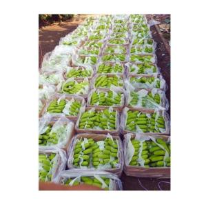 Wholesale Bananas: Delicious Sweet Cavendish Green Banana Organic Export