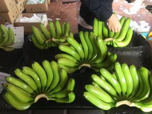 Wholesale Fresh Food: Fresh Cavendish Banana Exporter and Supplier